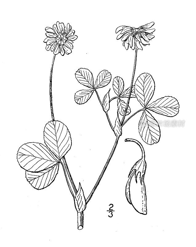 古董植物学植物插图:Trifolium hybridum, Alsike clover, Alsatian clover